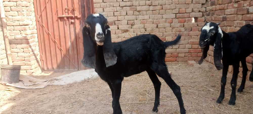 بکرے اور بکریاں
