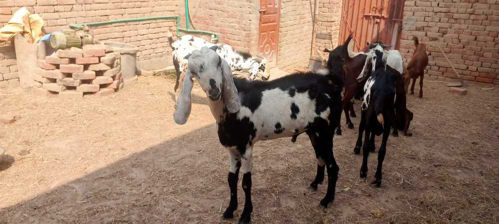 اچھے بکرے اور بکریاں