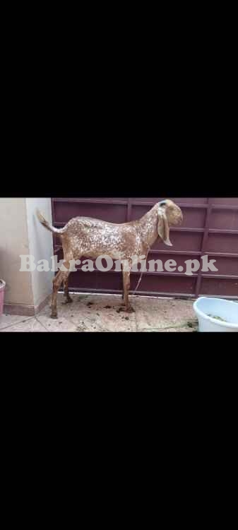 Makhi Cheena Bakra For Qurbani 2026, 2100 per kg.