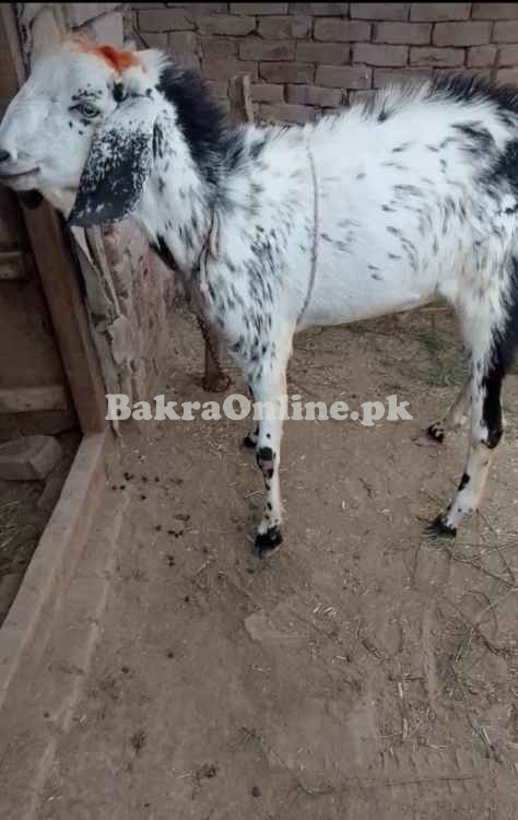 بکرا عید کے لیے شوقین رابطہ کریں
