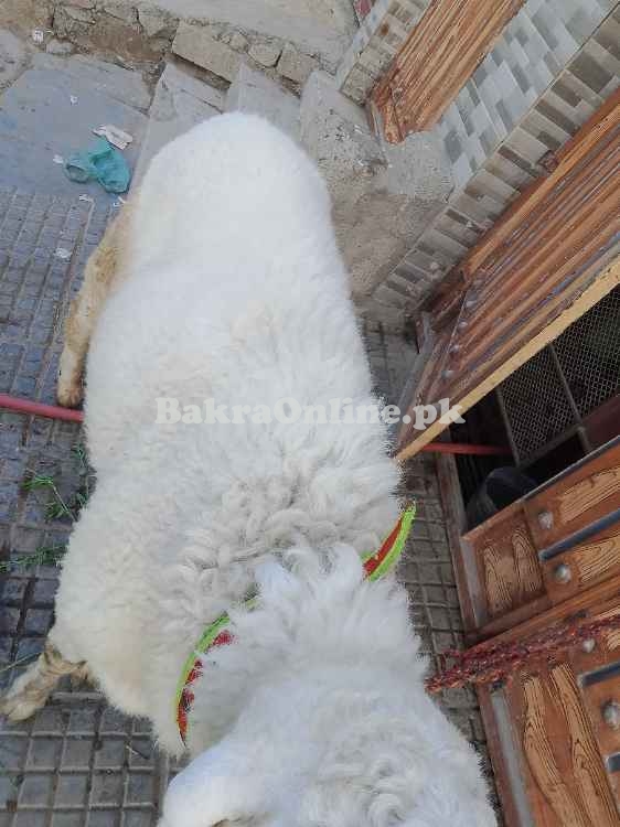 Bakra for Qurbani (Active & Healthy) - Nazimabad