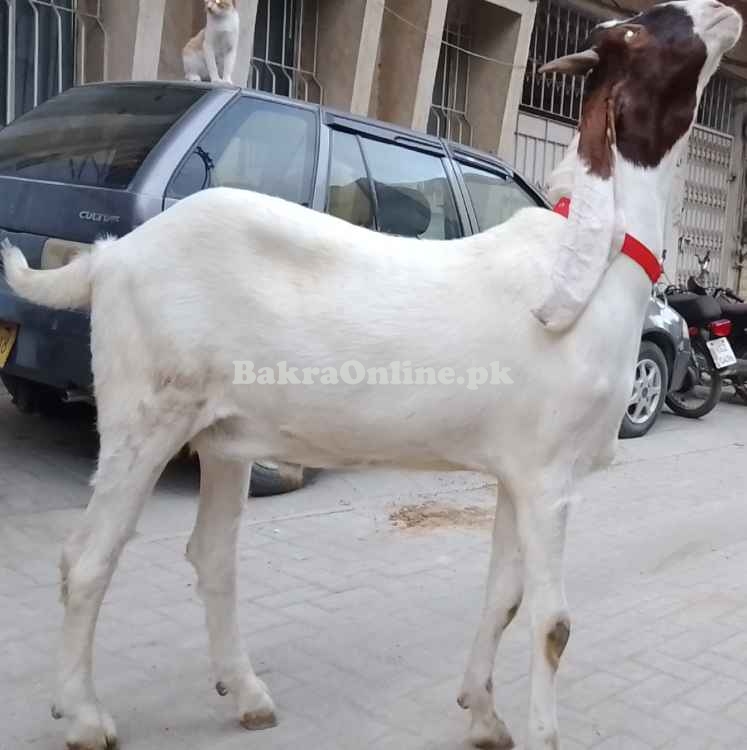Bakra for Qurbani (Active & Healthy) - North Karachi