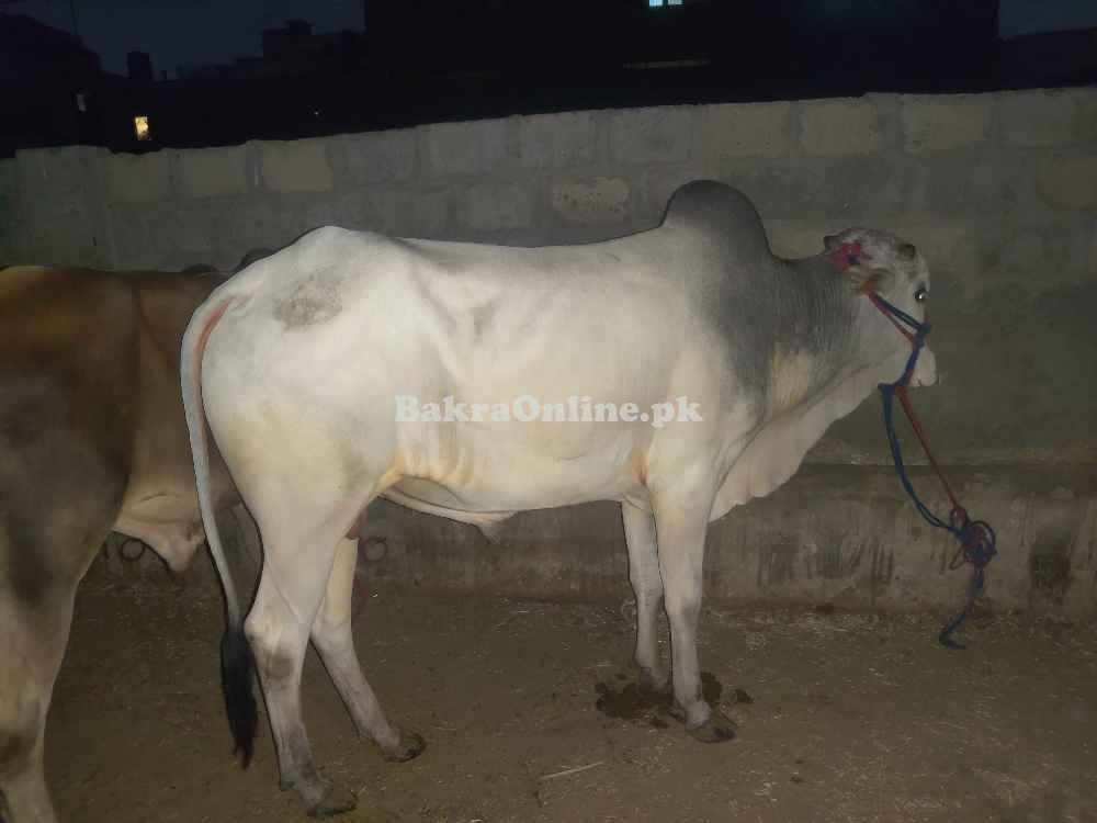Desi Bakra - VIP Item - DHA Phase 2