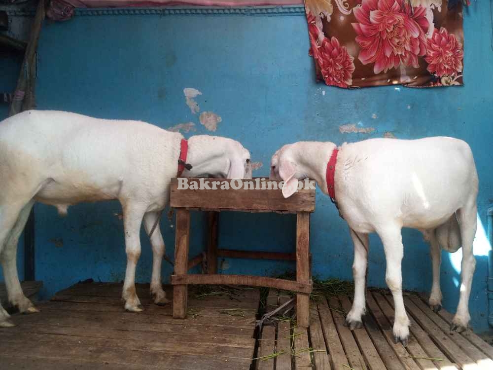 Khubsurat Bakra - Final Price - Nazimabad