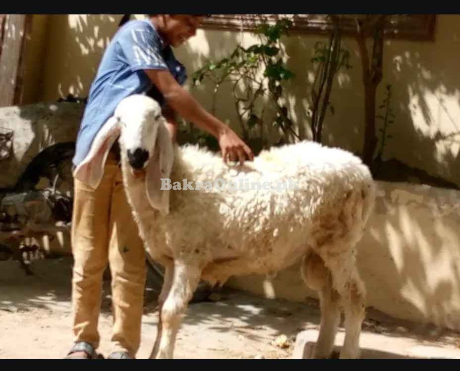 VIP Desi Bakra - Urgent Sale - North Karachi