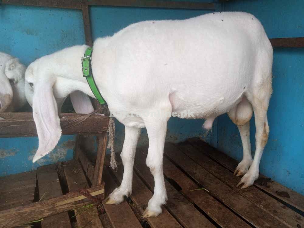 Bakra for Qurbani (Active & Healthy) - Saddar