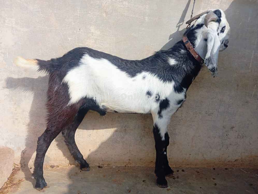 Bakra for Qurbani (Active & Healthy) - Malir Cantt