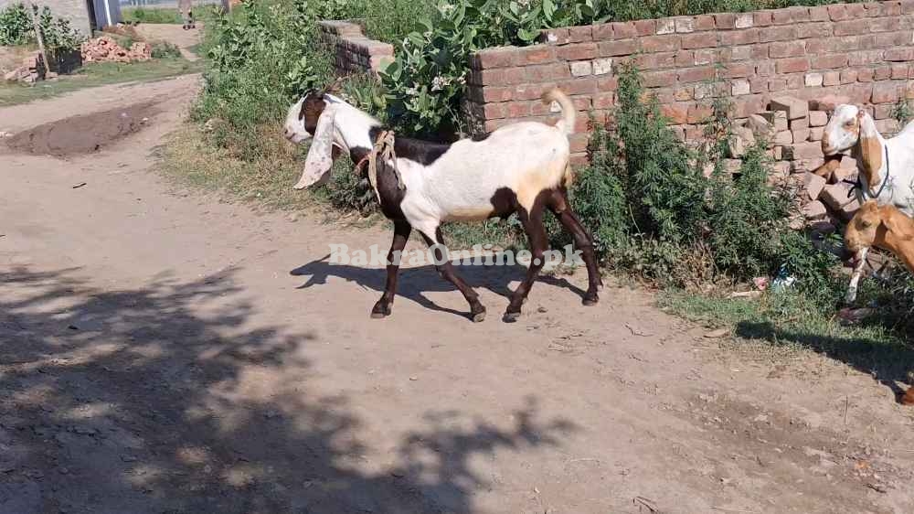 Rajanpuri Bakra Lahore Location - DHA Phase 5