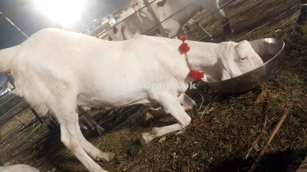 Urgent Sale - Healthy Bakra - Gulberg