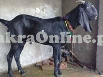Desi Bakra Ghar Ka Pala Hua - Johar Town