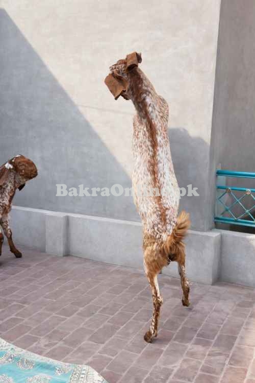 Beautiful Gulabi Bakra For Sale - Wapda Town