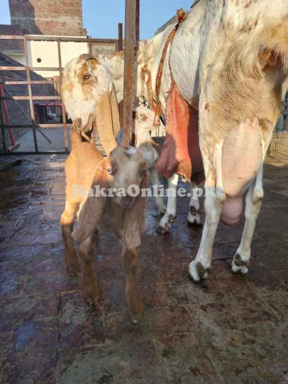 Beautiful Gulabi Bakra For Sale - Model Town
