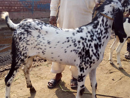Real Desi Janwar - 256