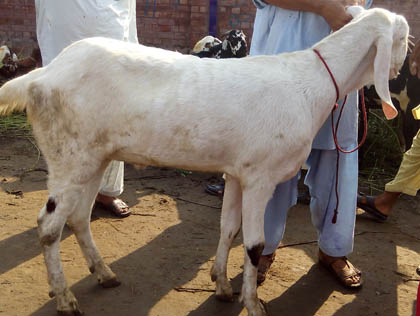 Real Desi Janwar - 704