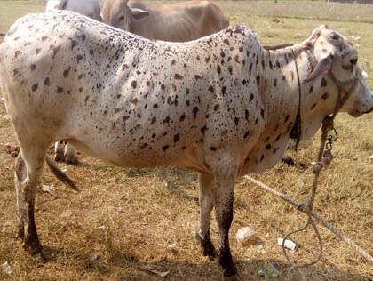 Real Desi Janwar - 208