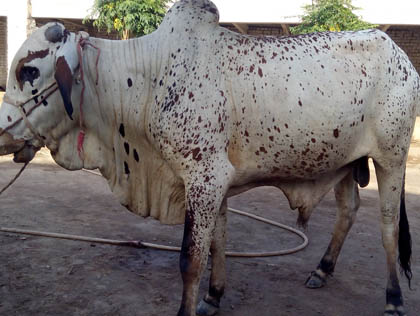 Real Desi Janwar - 576