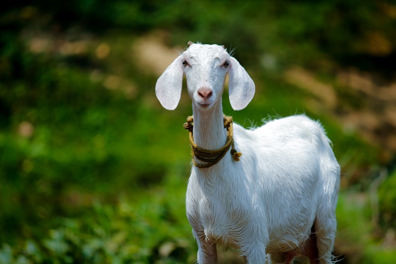 Premium Bakra (Goat) in Quetta - 29kg