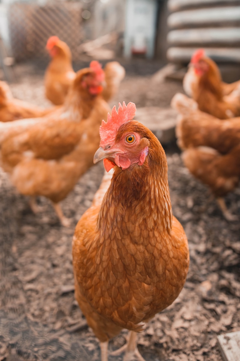 Premium Murghee (Poultry) in Lahore - 2kg