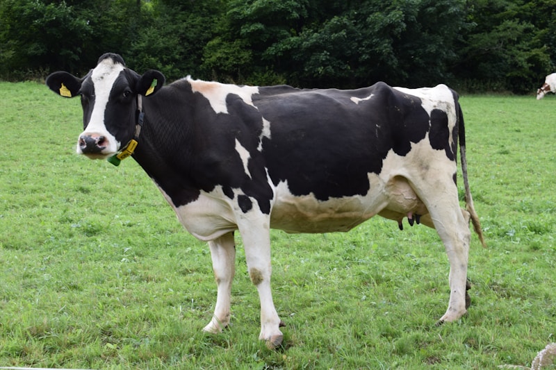 Heavy Weight Gaye (Cow) in Faisalabad - 434kg
